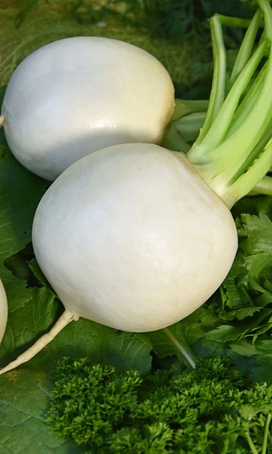 AS 031 F1 редка 10 000 семян