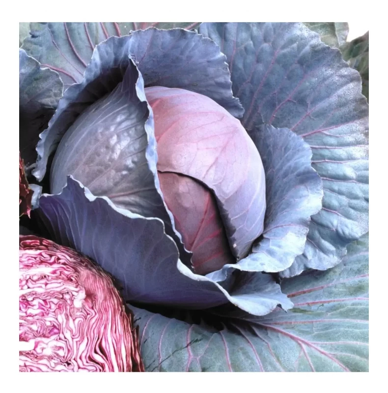 AS 4007 F1 капуста краснокочанная 2500 семян