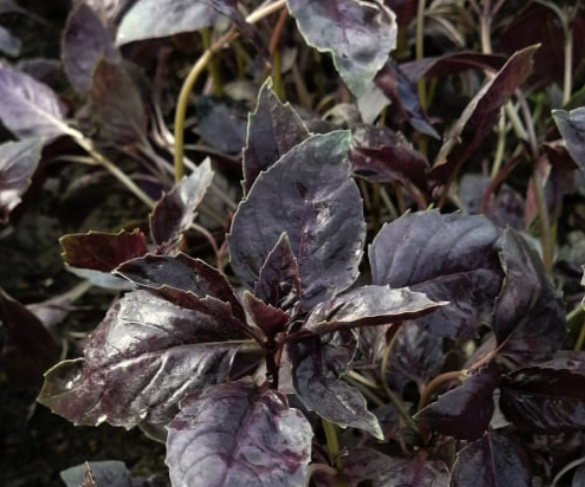 Рокс базилик 50 грамм