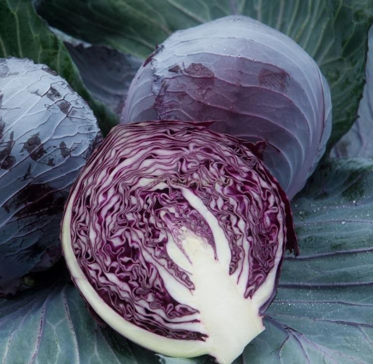 Ремала F1 капуста краснокочанная 2500 семян