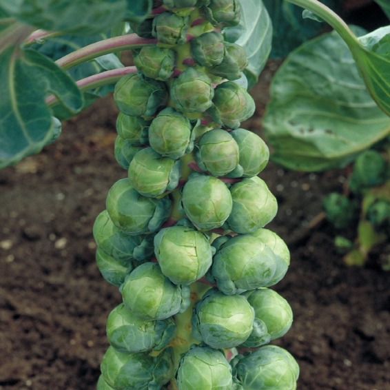 Абакус F1 капуста брюссельская 2500 семян