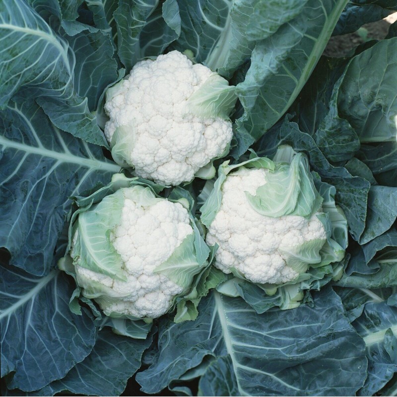 Леканю F1 капуста цветная 2500 семян