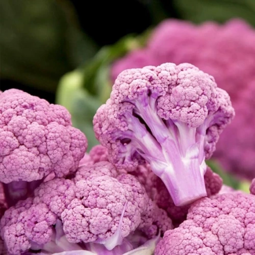 Деперпл F1 капуста цветная 2500 семян