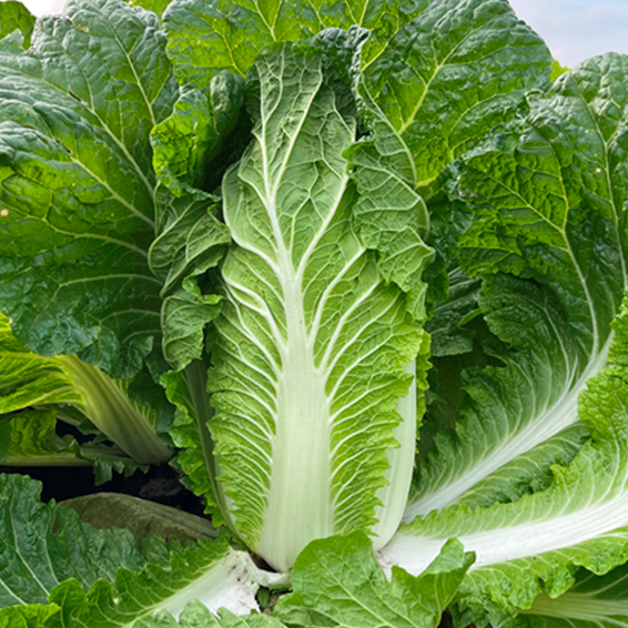 Маррио F1 капуста пекинская 2500 семян