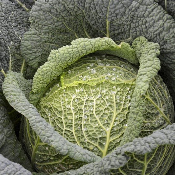 Виратоба F1 капуста савойская 2500 семян