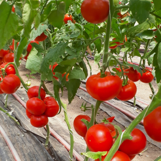 Девонет F1 томат 500 семян