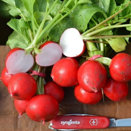 Рондар F1 редис 10 000 семян