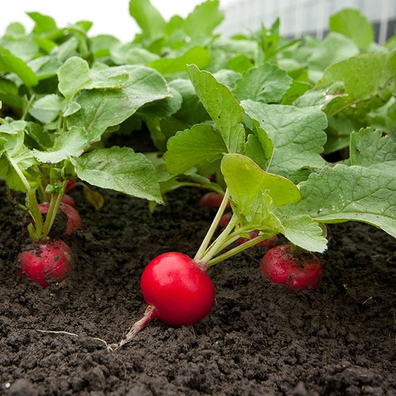 Рондар F1 редис 10 000 семян